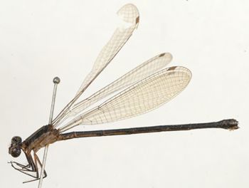 Media type: image; Entomology 12186   Aspect: habitus lateral view 3